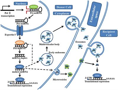 Extracellular Vesicle MicroRNA Transfer in Lung Diseases